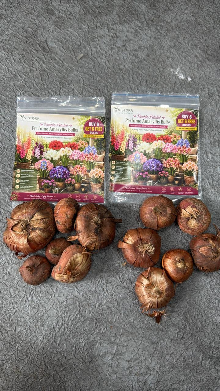 Perfume Amaryllis Bulbs