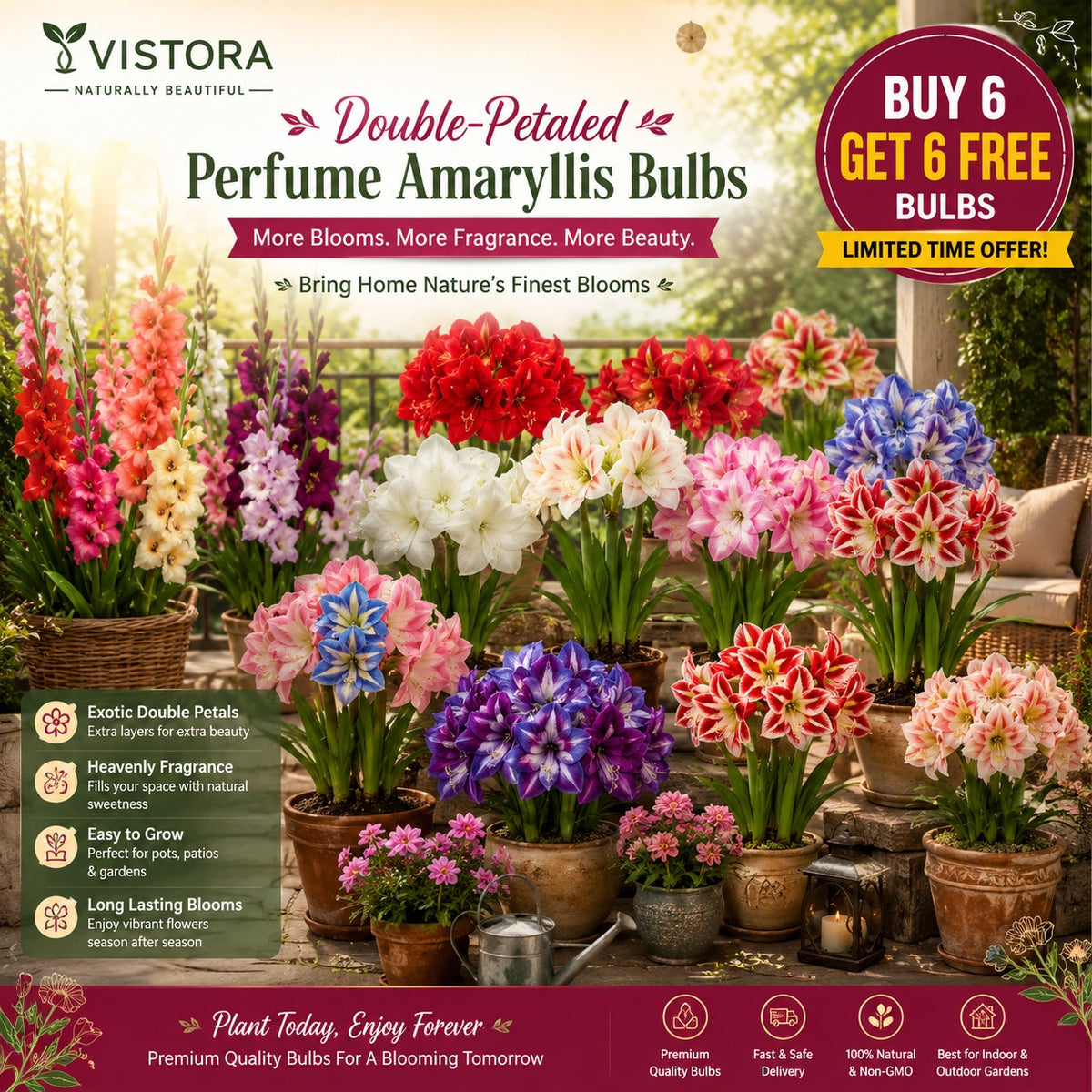 Perfume Amaryllis Bulbs