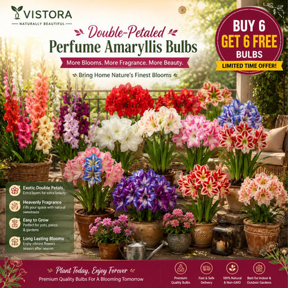 Perfume Amaryllis Bulbs