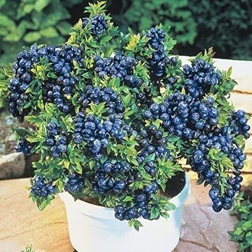 Creative Farmer Dwarf Blueberry Tasty Fruit Live Plant