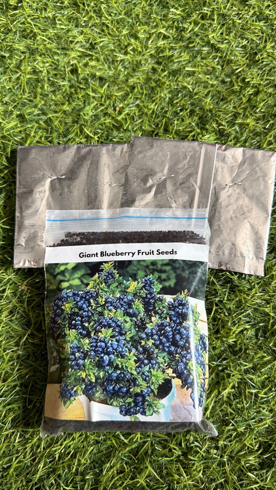 Creative Farmer Dwarf Blueberry Tasty Fruit Live Plant